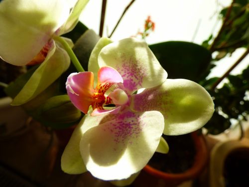 Orchidėja,  Gėlė,  Augalas,  Fono Paveikslėliai