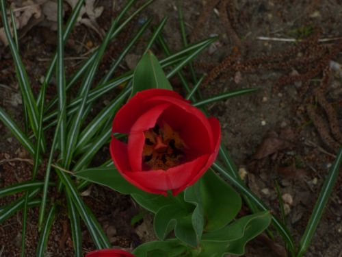 Tulpės,  Gėlė,  Gamta,  Pavasaris,  Raudona,  Fono Paveikslėliai