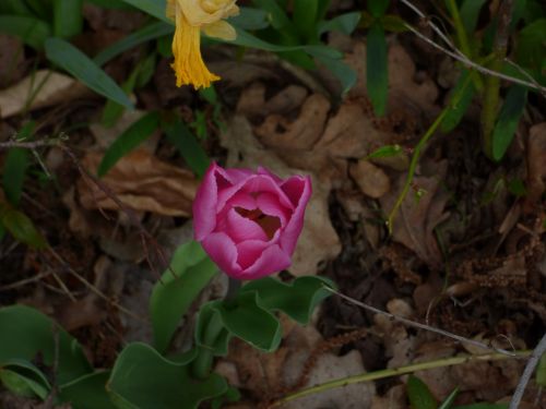 Tulpės,  Gėlė,  Gamta,  Pavasaris,  Fono Paveikslėliai