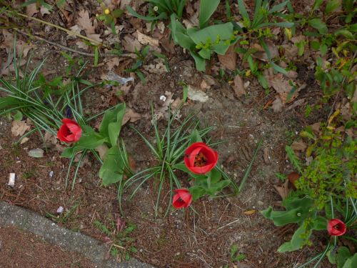 Tulpės,  Gėlė,  Gamta,  Pavasaris,  Raudona,  Fono Paveikslėliai Tulpė