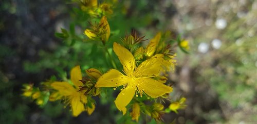 Hiperico,  Geltona Gėlė,  Botanika,  Gamta