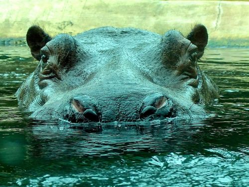 Hippo, Zoologijos Sodas, Pelėnas, Uždaryti, Gamta, Gyvūnų Pasaulis, Gyvūnai, Didelis, Masyvi, Likti Ant Vandens