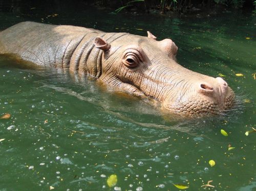 Hippo, Hippo Vandenyje, Vanduo, Disneilendas, Honkongas