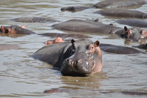 Hippo, Pelėnas, Afrika, Nacionalinis Parkas