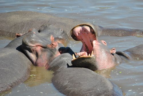 Hippo, Pelėnas, Afrika, Vanduo, Gyvūnų Pasaulis, Tvenkinys, Nacionalinis Parkas, Serengeti