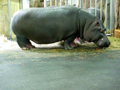 Hippo, Zoologijos Sodas