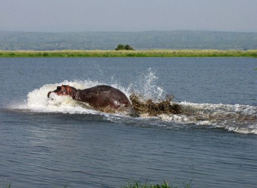 Hippo, Nile, Uganda