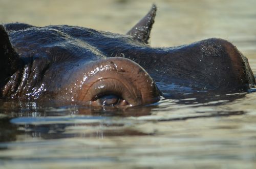 Hippo, Zoologijos Sodas, Panardintas Didelis Ekranas, Likti Ant Vandens