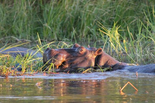Hippo, Afrika, Pelkė
