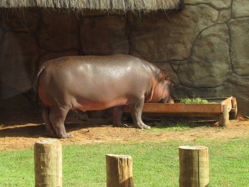 Hippo, Gamta, Gyvūnas, Zoologijos Sodas, Gyvūnų Pasaulis, Gyvulinis Gyvenimas, Klaida, Žinduolis