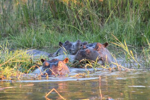 Hippo, Afrika, Safari, Pelėnas