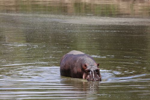 Hippo, Laukinė Gamta, Safari, Afrika, Kenya, Maasai Mara