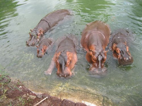 Hippo, Afrika, Pilka, Laukiniai, Žinduolis, Didelis