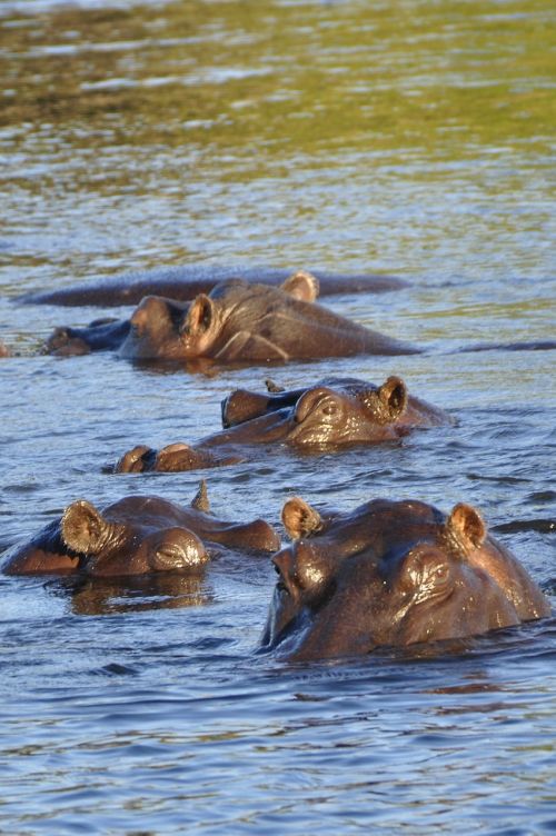 Hippo, Pelėnas, Upė, Vanduo, Chobe, Botsvana, Afrika, Gyvūnas, Laukiniai, Safari, Žalias, Pilka, Mėlynas