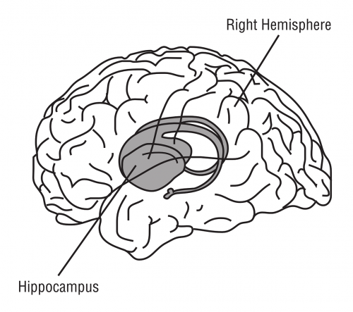 Hippocampus, Smegenys, Anatomija, Medicina, Nemokama Vektorinė Grafika