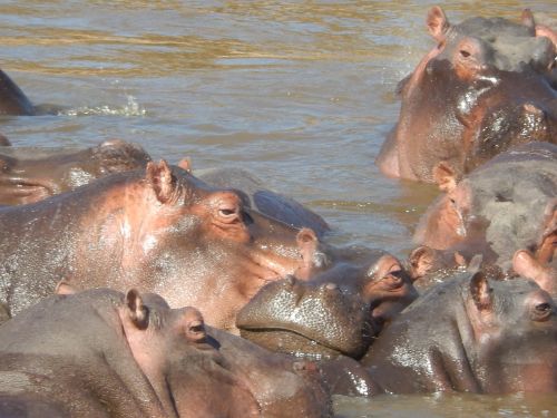 Hippos, Afrika, Kenya, Safari, Gyvūnas, Sunku, Nacionalinis Parkas