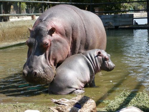Hippos, Fauna, Šeima, Motina Ir Sūnus