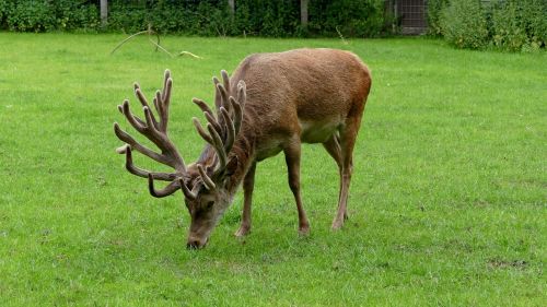 Hirsch, Antler, Gyvūnas, Zoologijos Sodas, Laukiniai, Gamta, Gyvūnų Pasaulis, Parkas, Gaubtas, Užtvanka Laukinė, Laukinis Ir Freizeitpark Ostrittrum