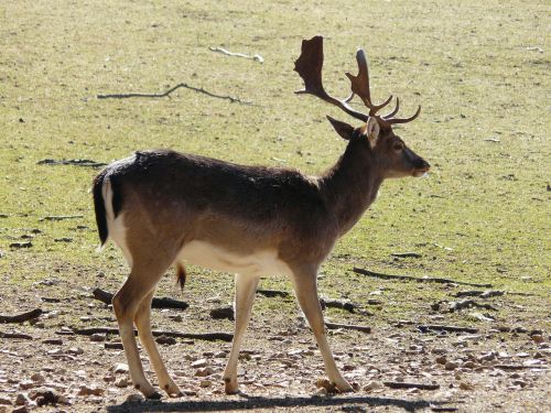 Hirsch, Gyvūnas, Antler, Laukiniai, Gyvūnų Pasaulis, Stiragai, Gamta