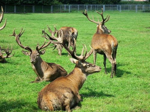 Hirsch, Gyvūnas, Antler, Miškas, Laukiniai, Pieva, Gamta