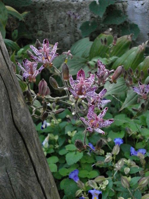 Hirta, Liliaceae, Rudens Gėlės, Purpurinės Gėlės, Žydintis Augalas