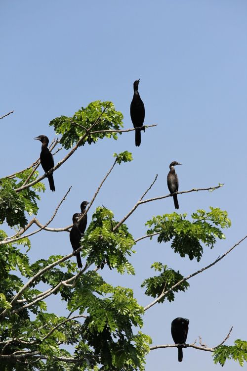 Hitchcock, Paukščiai, Medis, Gamta, Šventykla