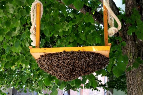 Avilys, Bitės, Bitininkystė, Medus Bitės, Vabzdys, Gamta, Bičių Veisimas, Bičių Laikymas, Skrydžio Vabzdys, Swarm