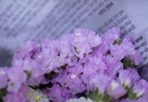 Hoa Sa Lem, Nuo Rožinės Iki Šviesiai Violetinės Spalvos, Natūralus