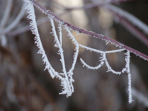 Auskaras, Šaltis, Šaltas, Voratinklis, Eiskristalio, Sušaldyta, Žiema