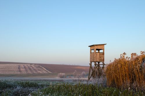 Auskaras, Kraštovaizdis, Miscanthus, Sniegas, Žiema, Laukai, Ariamasis, Malonumas, Be Debesys, Mėlynas, Šaltas, Medžioklė, Medžiotojas