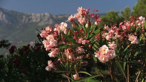 Atostogos, Montenegro, Gėlė, Oleander, Kalnai