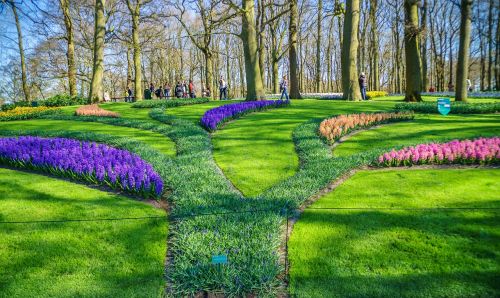 Holland, Tulpenbluete, Parkas, Pavasaris