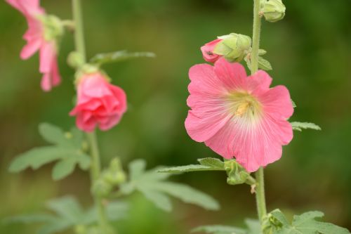 Hollyhock, Rožinis, Žalias, Vasara, Žiedas, Žydėti