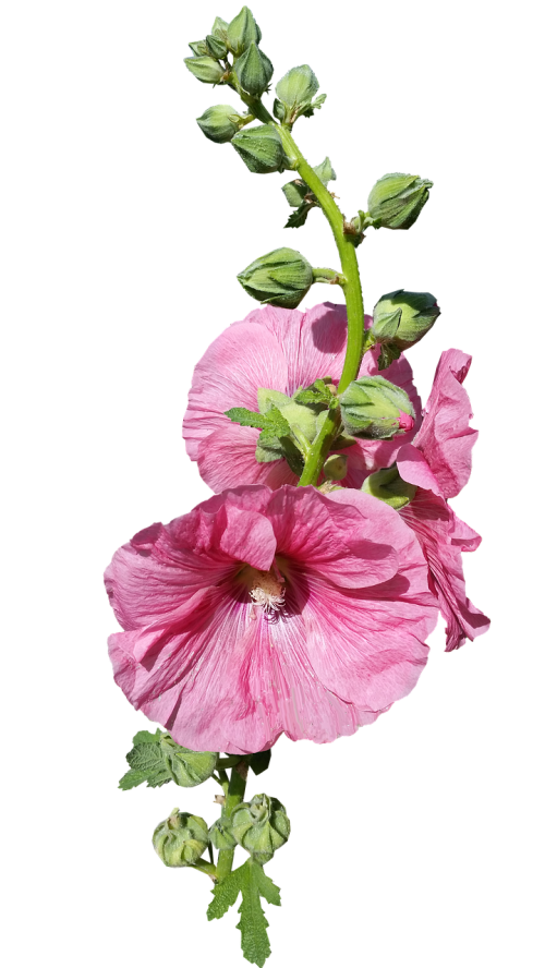 Hollyhock, Stiebas, Rožinis, Pumpurai, Gėlė