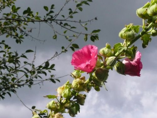 Hollyhock, Alcea Rosea, Rožinis, Rožė, Gėlė, Žydėti, Sodas, Mallow, Vasara, Alcea, Augalas, Botanika