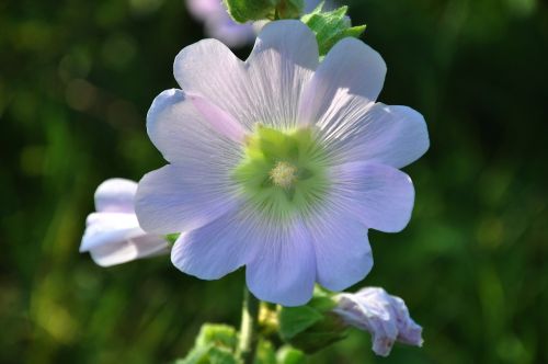 Hollyhock,  Wildflower,  Gėlių Keliai,  Gamta