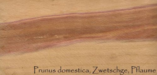 Mediena,  Grūdai,  Medžio Modelis,  Prunus Domestica