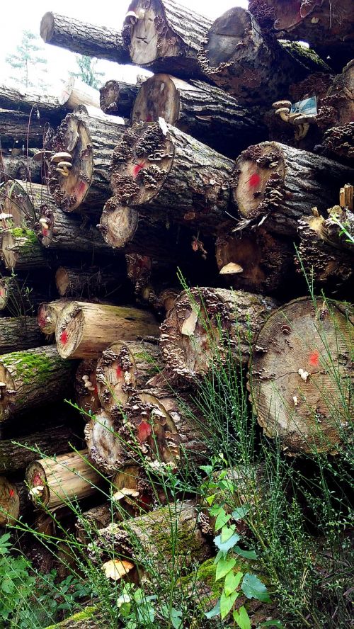Holzstapel, Medžių Kamienus, Ruduo, Miškas, Gamta, Mediena, Rudens Nuotaika