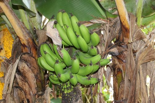 Hondūras, Žalieji Bananai, Bananai, Kaimas, Kaimiškas, Bananų Medis, Šviežias, Maistas, Vaisiai