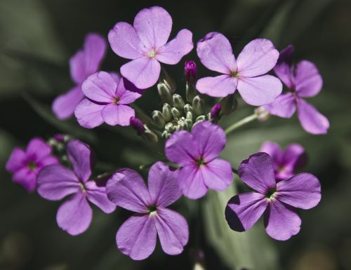 Sąžiningumas, Gėlė, Violetinė, Žiedlapis, Gėlių, Augalas, Žiedas, Spalva, Šviesus, Lunarija