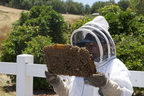 Medus, Medaus Bitė, Medaus Puodą, Bičių, Vabzdžiai, Bitės, Vabzdys, Parduodamas Medus, Bitininkas, Bitininkystė, Bitė Motinėlė, Entomologija, Stinger, Sparnai