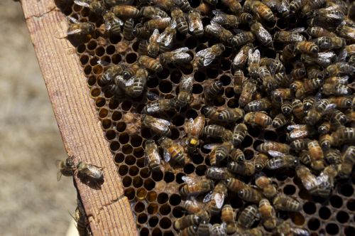 Medus, Medaus Bitė, Medaus Puodą, Bičių, Vabzdžiai, Bitės, Vabzdys, Parduodamas Medus, Bitininkas, Bitininkystė, Bitė Motinėlė, Entomologija, Stinger, Sparnai
