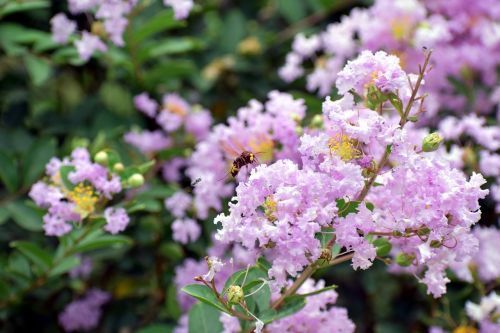 Medaus Bitė, Violetinė Balta, Mažos Gėlės, Apdulkinimas, Nektaras