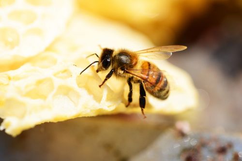 Medaus Bitė, Buckfast, Vabzdys, Medus, Bičių, Bičių Darbuotojas, Sparnai, Juostelės