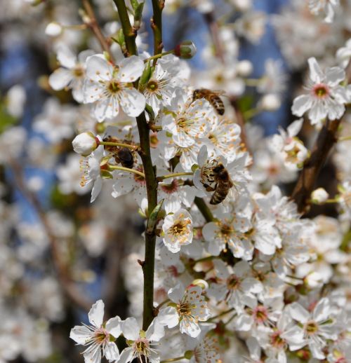 Medus Bitės, Gudobelė, Gėlės, Pavasaris