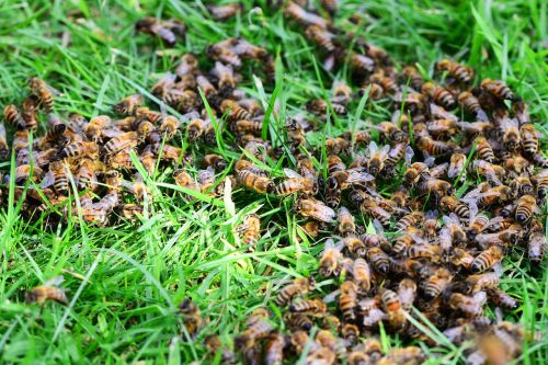 Medus Bitės, Bitės, Žolė, Veja, Iš Arti, Daug, Avilys, Vabzdžiai