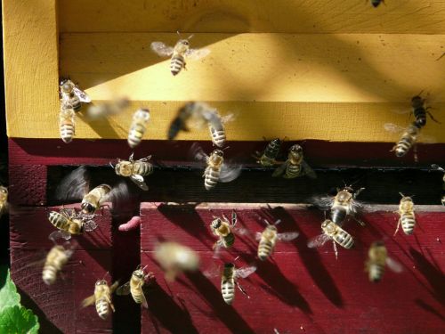 Medus Bitės, Bičių, Avilys, Medus, Skristi, Hum, Vasara, Skrydžio Vabzdys, Vabzdys, Bitininkystė, Avilys, Bitininkas