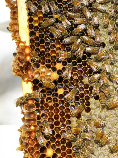 Medus Bitės, Vabzdys, Socialinis Vabzdys, Avilys, Bitės, Avilys