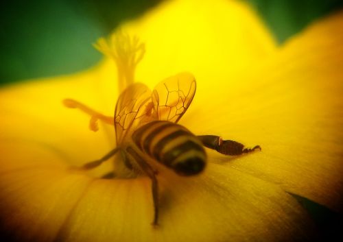 Medaus Bitė, Mobilus, Objektyvas, Gėlė