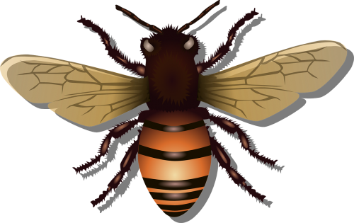 Medaus Bitė, Bičių, Vabzdys, Skristi, Medus, Gamta, Avilys, Klaida, Bitininkystė, Bitininkas, Bičių Vaškas, Karalienė, Nemokama Vektorinė Grafika
